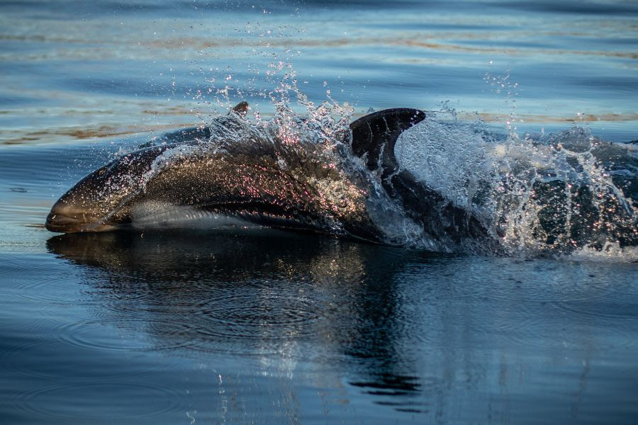 Avistamiento de Delfines en Bote Zodiac