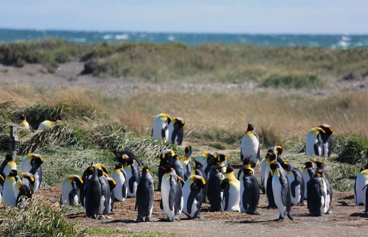 Full Day Tierra del Fuego Parque Pingüino Rey