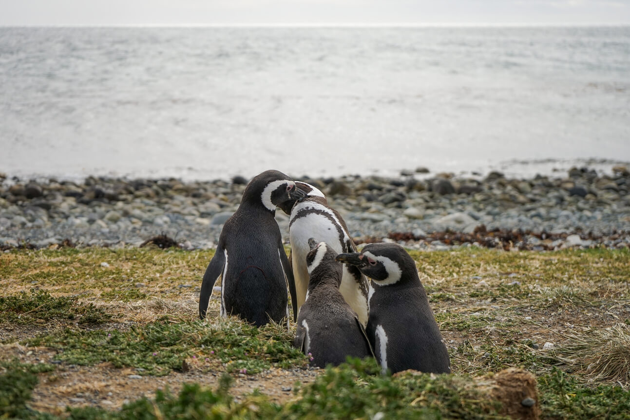Navegación Pingüinera Isla Magdalena
